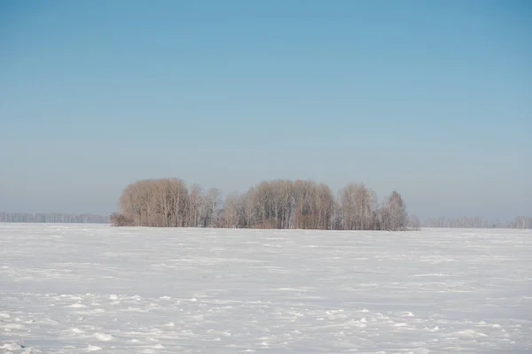 Foresta Betulla Inverno Betulla Nella Neve Foresta Invernale Foresta Siberiana — Foto Stock