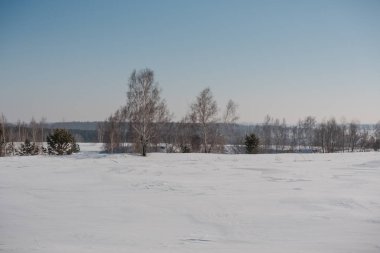 Orman huş ağacı kışın. Karda huş ağacı. Kış orman. Sibirya orman. Huş ağacı