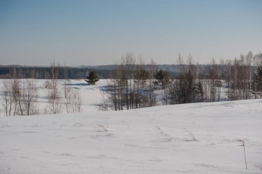 Kış orman. Alan ve orman kar altında. Sibirya kışın. Kışın kar ormanın içinde bir sürü. Kar altında huş ağacı.