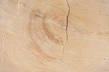 Ağacın sonunun dokusu. Odun keserken gördüm. Yerler pürüzlü. Ahşap arka. Ağacın sonu..