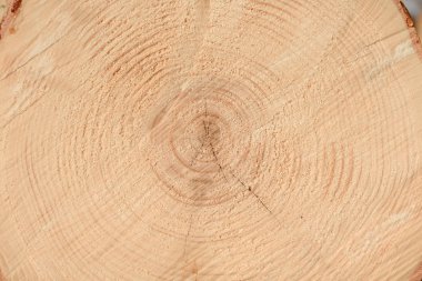 Ağacın sonunun dokusu. Odun keserken gördüm. Yerler pürüzlü. Ahşap arka. Ağacın sonu..