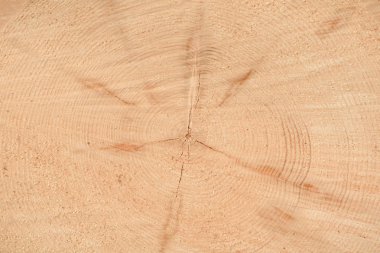 Ağacın sonunun dokusu. Odun keserken gördüm. Yerler pürüzlü. Ahşap arka. Ağacın sonu..