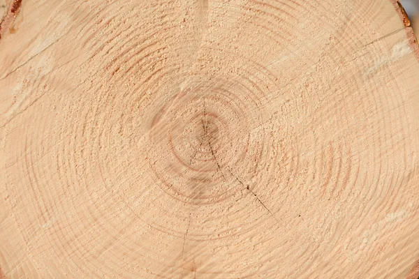 Ağacın sonunun dokusu. Odun keserken gördüm. Yerler pürüzlü. Ahşap arka. Ağacın sonu..