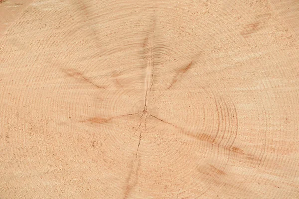 Ağacın sonunun dokusu. Odun keserken gördüm. Yerler pürüzlü. Ahşap arka. Ağacın sonu..