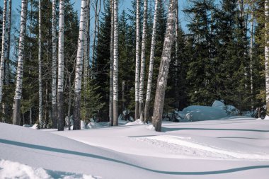 İğne yapraklı orman kışın. Tayga kış. Kışın Sibirya'da orman.