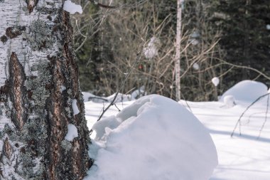 Tayga kış. Kış ormanda. Kış orman portre. İğne yapraklılar altında kar. S