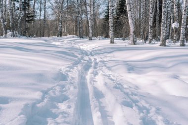 Kayak izi ormanın içinde. Snowcat izleri. Ormanda kayak için iz. Bir atlet için kış orman.