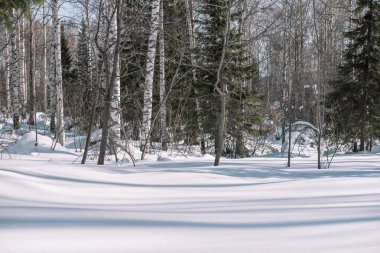 Tayga kış. Kış ormanda. Kış orman portre. İğne yapraklılar altında kar. S