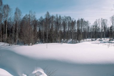 Tayga kış. Kış ormanda. Kış orman portre. İğne yapraklılar altında kar. S