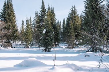 Tayga kış. Kış ormanda. Kış orman portre. İğne yapraklılar altında kar. S