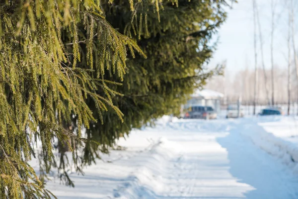 Von jadł zimą. Zielone drzewa zimą. Drzewa w mieście zimą. — Zdjęcie stockowe