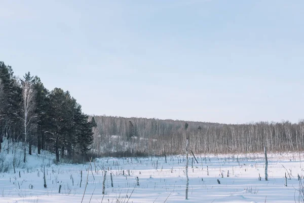 Zimní les. Les v dálce v zimě. Sibiř v zimě. — Stock fotografie