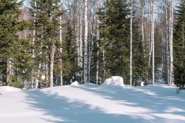 Coniferous forest in winter. Taiga in the winter. Forest in Siberia in the winter.