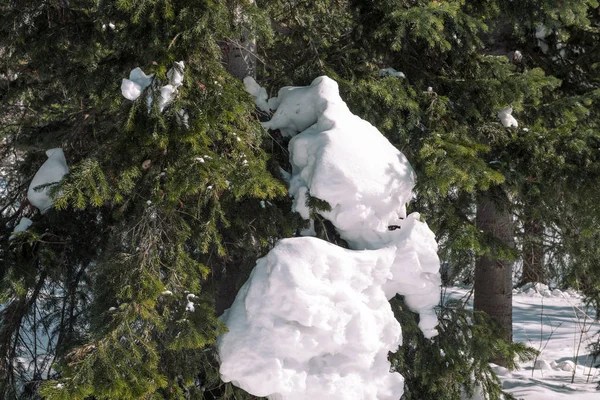 Nadelwald im Winter. Taiga im Winter. Wald in Sibirien im Winter. — Stockfoto