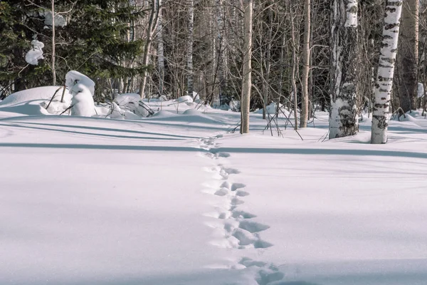 Traces of a hare in the snow. Traces of animals in the forest in winter. Winter trail. T — Stock Image Traces of a hare in the snow. Traces of animals in the forest in winter. Winter trail. T Royalty Free Stock Photos