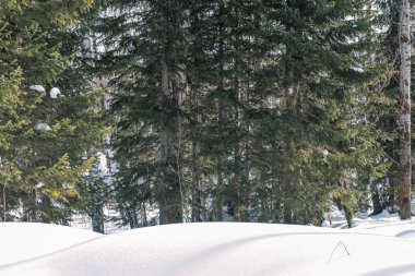 Tayga kış. Kış ormanda. Kış orman portre. İğne yapraklılar altında kar. S