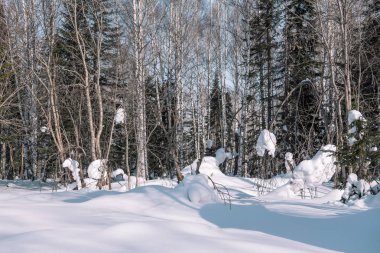 Kar bir ağaç dalları üzerinde yatıyor. Doğal kış orman. Kış orman güneşte.