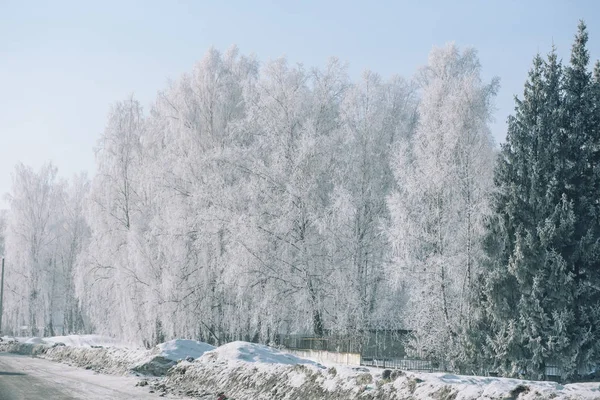 Winter forest. Sneeuw in het forest. Winterlandschap. Siberische woud. Taiga in de winter. Russische bos. — Stockfoto