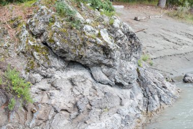 Bitkiler büyük taşlarda yetişir. Nehir kıyısındaki taşlar. Taşların üzerinde yeşil bitkiler. Olağanüstü koşullarda bitkiler. Yazın taşların üzerinde bitkiler. Altai Dağlarının doğası.