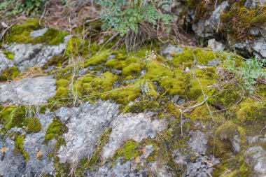Yeşil yosun taşlar üzerinde yetişir. Vahşi doğa. Taşların üzerinde yosun var. Taşın dokusu. Yosun dokusu.