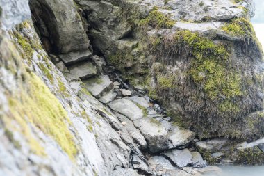 Yeşil yosun taşlarda yetişir. Vahşi doğa. Taşların üzerinde yosun var. Taşın dokusu..