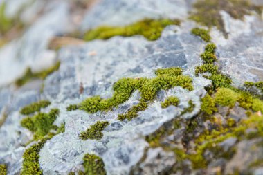 Yeşil yosun taşlar üzerinde yetişir. Vahşi doğa. Taşların üzerinde yosun var. Taşın dokusu. Yosun dokusu.
