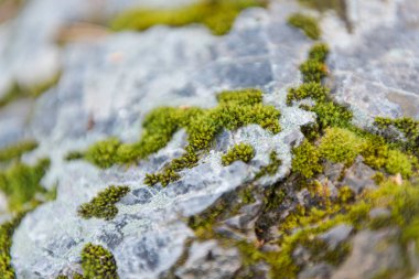 Yeşil yosun taşlar üzerinde yetişir. Vahşi doğa. Taşların üzerinde yosun var. Taşın dokusu. Yosun dokusu.