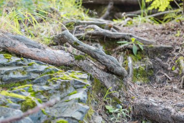 orman yolu. Ormanda yürüyüş parkuru. ormanda yürümek.