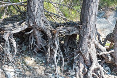 orman yolu. Ormanda yürüyüş parkuru. ormanda yürümek.