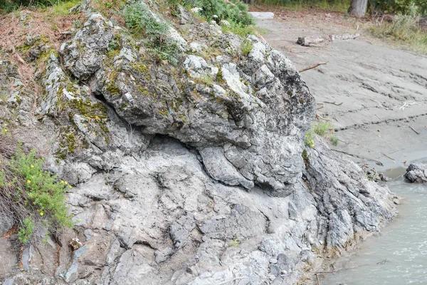 Bitkiler büyük taşlarda yetişir. Nehir kıyısındaki taşlar. Taşların üzerinde yeşil bitkiler. Olağanüstü koşullarda bitkiler. Yazın taşların üzerinde bitkiler. Altai Dağlarının doğası.