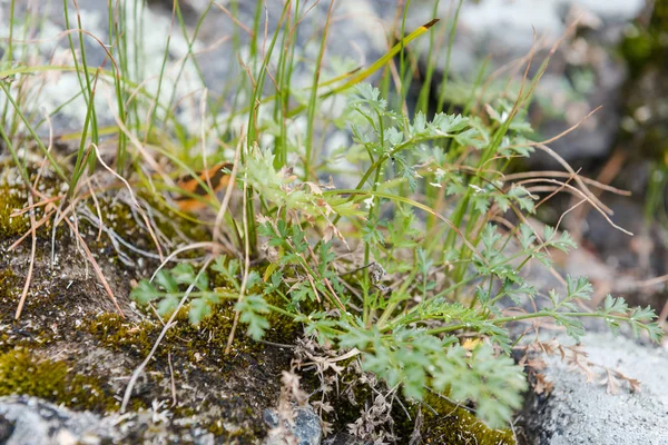 Las plantas crecen sobre piedras grandes. Piedras en la orilla del río. Plantas verdes en las piedras. Plantas en condiciones extremas. Las plantas en el verano en las piedras. La naturaleza de las montañas Altai . —  Fotos de Stock