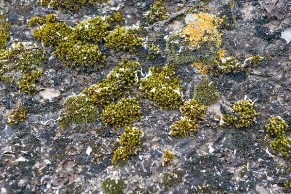 Green moss grows on stones. Wild nature. Moss on the stones close-up. The texture of the stone. The texture of the moss. — Stock Photo, Image