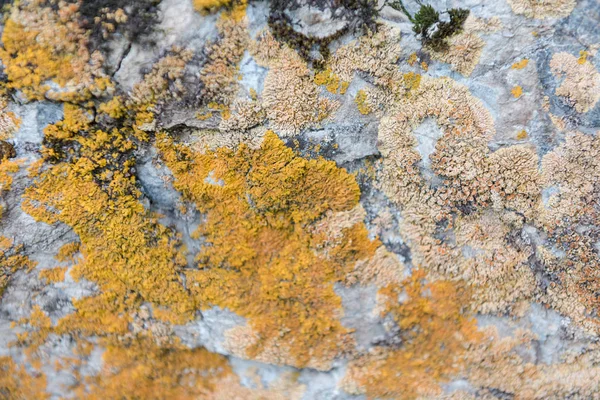 Yeşil yosun taşlar üzerinde yetişir. Vahşi doğa. Taşların üzerinde yosun var. Taşın dokusu. Yosun dokusu.