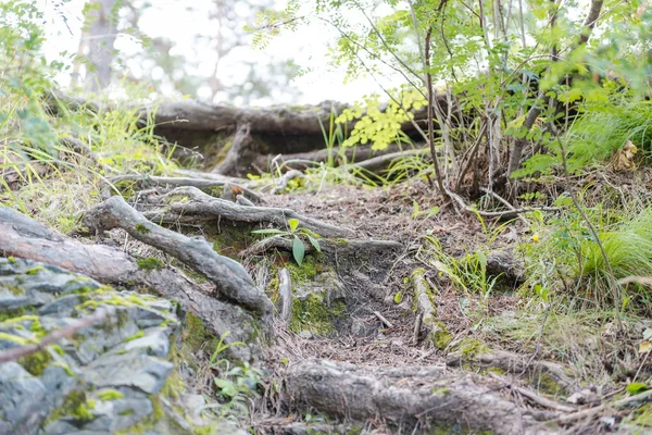 orman yolu. Ormanda yürüyüş parkuru. ormanda yürümek.