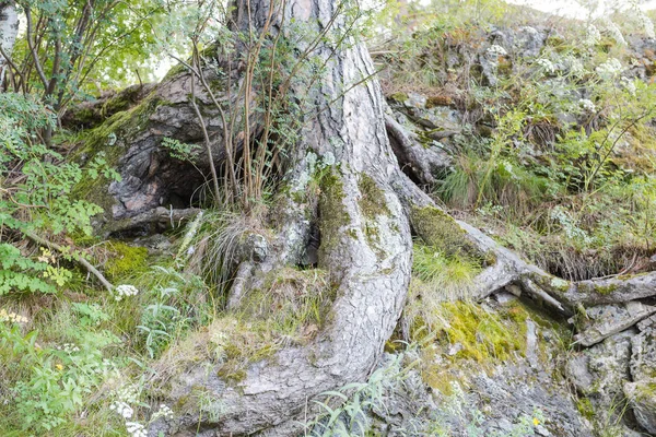Nehrin kıyısındaki ağacın kökü. Ağacın büyük kökü.
