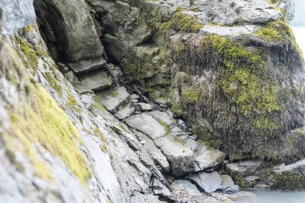 Yeşil yosun taşlarda yetişir. Vahşi doğa. Taşların üzerinde yosun var. Taşın dokusu..