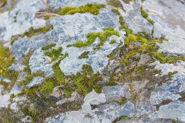 Green moss grows on stones. Wild nature. Moss on the stones close-up. The texture of the stone. The texture of the moss. — Stock Photo, Image