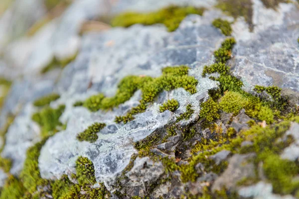 Yeşil yosun taşlar üzerinde yetişir. Vahşi doğa. Taşların üzerinde yosun var. Taşın dokusu. Yosun dokusu.