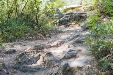 orman yolu. Ormanda yürüyüş parkuru. ormanda yürümek.