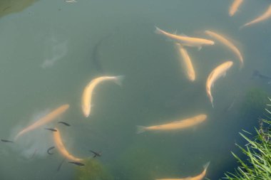 gölde büyük balık. suda renkli alabalık. Arabadaki balık yiyor. Balıkbeslemek. kırmızı ve sarı alabalık. gölde balıkçılık.