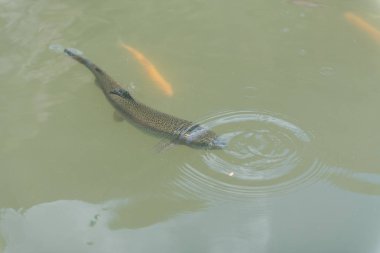 gölde büyük balık. suda renkli alabalık. Arabadaki balık yiyor. Balıkbeslemek. kırmızı ve sarı alabalık. gölde balıkçılık.