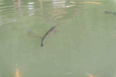 gölde büyük balık. suda renkli alabalık. Arabadaki balık yiyor. Balıkbeslemek. kırmızı ve sarı alabalık. gölde balıkçılık.