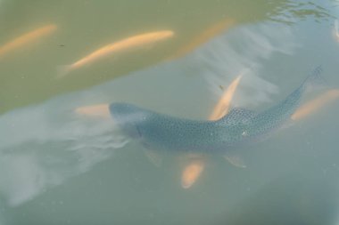 gölde büyük balık. suda renkli alabalık. Arabadaki balık yiyor. Balıkbeslemek. kırmızı ve sarı alabalık. gölde balıkçılık.
