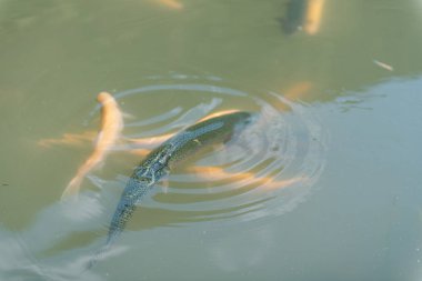 gölde büyük balık. suda renkli alabalık. Arabadaki balık yiyor. Balıkbeslemek. kırmızı ve sarı alabalık. gölde balıkçılık.