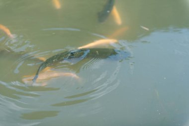 gölde büyük balık. suda renkli alabalık. Arabadaki balık yiyor. Balıkbeslemek. kırmızı ve sarı alabalık. gölde balıkçılık.