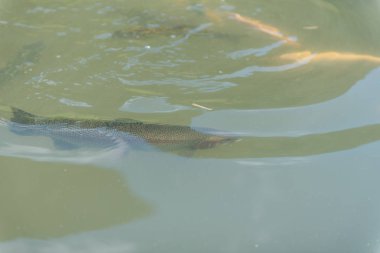 gölde büyük balık. suda renkli alabalık. Arabadaki balık yiyor. Balıkbeslemek. kırmızı ve sarı alabalık. gölde balıkçılık.