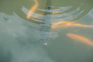 gölde büyük balık. suda renkli alabalık. Arabadaki balık yiyor. Balıkbeslemek. kırmızı ve sarı alabalık. gölde balıkçılık.