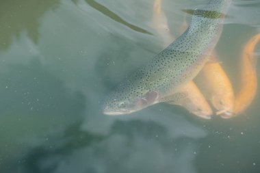 gölde büyük balık. suda renkli alabalık. Arabadaki balık yiyor. Balıkbeslemek. kırmızı ve sarı alabalık. gölde balıkçılık.