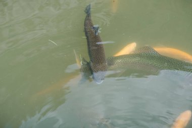 gölde büyük balık. suda renkli alabalık. Arabadaki balık yiyor. Balıkbeslemek. kırmızı ve sarı alabalık. gölde balıkçılık.