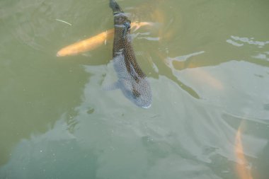 gölde büyük balık. suda renkli alabalık. Arabadaki balık yiyor. Balıkbeslemek. kırmızı ve sarı alabalık. gölde balıkçılık.